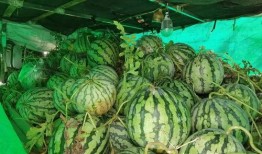 威海哪里可以免费吃瓜,夏日消暑好去处大盘点